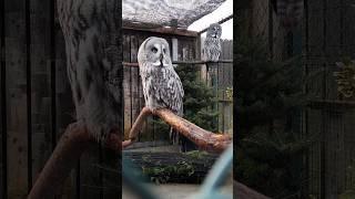 Great Grey Owls Nigel & Barbara #shorts #owl #owls #birds #bird #eyes #love #pets #pet #aviary