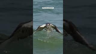 Beautiful Osprey catches a wave and surfs in with a fish. #wildlife #bird #birdsofprey #fishing