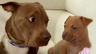 Who is this? | FUNNIEST videos with Pitbull dogs 