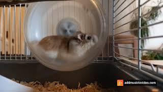 Donut, le hamster le plus mignon du monde