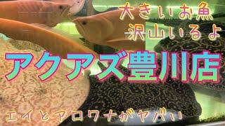 アクアズ豊川店【愛知県の熱帯魚店】〜TropicalFishShop〜