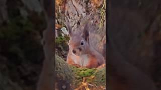 How cute squirrel?# #squirrel# all about squirrels# baby squirrel