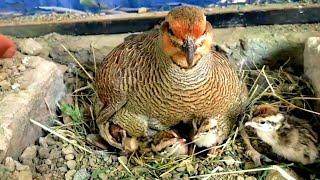 From nesting to hatching eggs full video | Dakhni Teetar Breeding | Birds Lover