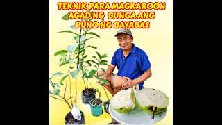 Teknik upang magkaroon ng bunga ang bayabas o guava