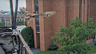  Fledge Alert!  #CornellHawks Nestling "O1" Makes First Flight on Solstice! | June 20, 2025