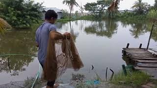 Amazing Fishing I fishingboy life।। Amazing net fishing #netfishing