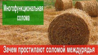 Выращивание клубники в Крыму.Зачем соломой простилают междурядья Клубники