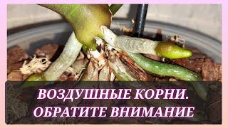 Если у вашей орхидеи очень много воздушных корней, посмотрите это видео