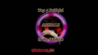 Top 5 faithful Animals in the world #faithfulanimals