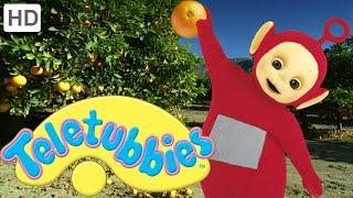 Teletubbies: Orange Picking - Full Episode