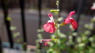 Types of wildflowers that can be used for wintering.