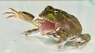 The Chaco horned frog and Crab.