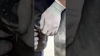 Nailing on a shoe with a pad for protection #farrier #horseshoeing #farrier #horsecare