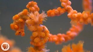 Pygmy Seahorses: Masters of Camouflage | Deep Look