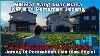 Ngarit Di Jepang Bisa Sholat 5 Waktu ll Daily Vlog Kerja Di Pertanian Jepang