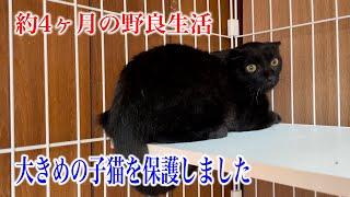 【TNR現場にて保護】警戒心の強い大きめ子猫を保護しました