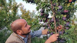 #vngardener l Best variety of Plum l Black Amber l King of Plum l Juicy & Long Life Variety of Plum