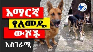 አማርኛ ተናጋሪ ውሾች Best Ethiopian Dogs l Ethiopia Channel 7