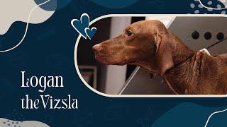 Watch How Logan the Vizsla Gets Groomed at Zane's!