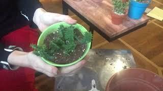 Repotting And Succulent Chat Part 1 Of 2