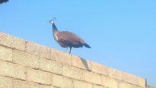 Mom peacock flying | mor ke video | top pets Tv