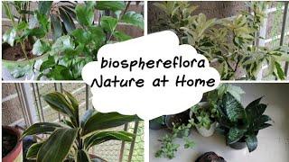 Biosphereflora | Nature at Home | rhe plants service we provide.