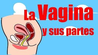  La VAGINA Sus PARTES y FUNCIÓN