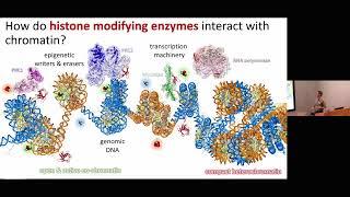 Imaging real-time single-molecule dynamics in genome regulation - Beat Fierz - NGBS2024