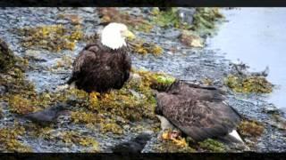 Larsen Bay Eagles