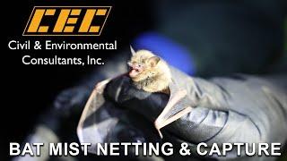 Bat Mist Netting & Capture | Civil & Environmental Consultants, Inc.