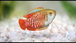 Dwarf Gourami Aquarium Fish Profile