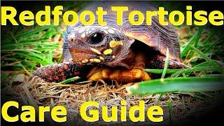 Redfoot Tortoise CARE GUIDE | Tips and Tricks | Enclosure and Diet | Animal Highlight Ep. 2