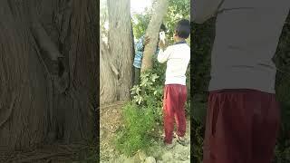 Mein Gufa kahan se