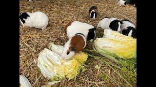 Guinea pigs going crazy when breakfast finally comes