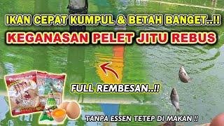 RACIKAN PELET JITU REBUS !! RESEP UMPAN IKAN MAS KILO GEBRUS DADAKAN SIMPEL TAPI JAHAT