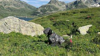 Timo delle Bianche Alpine (Ch Erica x Ch Iro di Gruma)