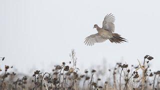 Pheasant Hunting in the Texas Panhandle | The Flush: Season 10, Episode 9