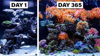 I Created a Vivid Indoor Ocean in 365 Days