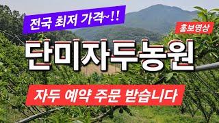 향수 옥천 자두 예약 판매 개시 - 단미자두농원 홍보영상입니다