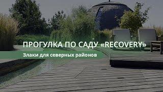 Прогулка по саду  "Recovery". Злаки для северных регионов.  #злаки #ландшафтныйпроект