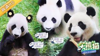 GrowUp! Panda | 爱撒娇的熊猫妈妈: 优优、绣球、怡畅 #成长吧大熊猫