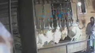 Mercy for Animals - Poultry Slaughterhouse Investigation