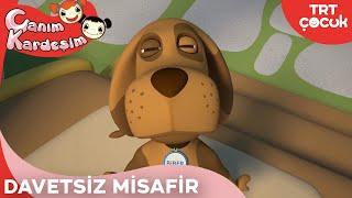 Canım Kardeşim - Davetsiz Misafir