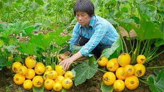 黄金西葫芦抱团结瓜，阿嬷做虾仁灌蛋柠檬鸡丝，脆嫩鲜甜减脂开胃|golden zucchini【闽湖阿嬷Fujian Grandma】