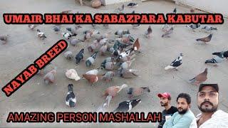 UMAIR BHAI KA SHOCK||SABAZPARA KABUTAR ||RACING PIGEON||OFFCOLOR||ROCK PIGEON||KHAIL PANI