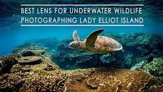 Best lens for underwater wildlife - photographing Lady Elliot Island