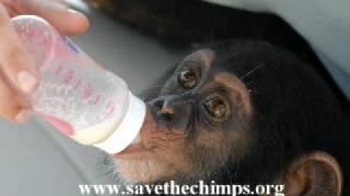 Save the Chimps - Baby Chimp, Mel, Finds A Family