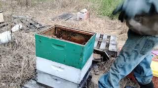 results from emergency feed at the ducker yard.. swarm cells perfect timing to pull brood finish up