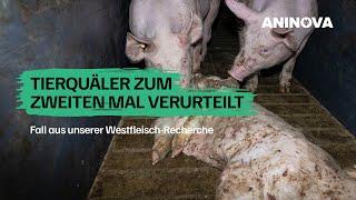 Update: Westfleisch-Mäster erneut Mal verurteilt