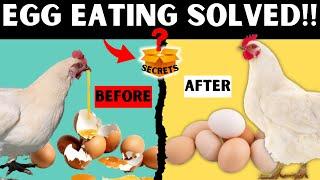 CURE EGG EATING NATURALLY USING THESE SIMPLE AND EFFECTIVE STRATEGIES | NO MORE EGG EATING AGAIN